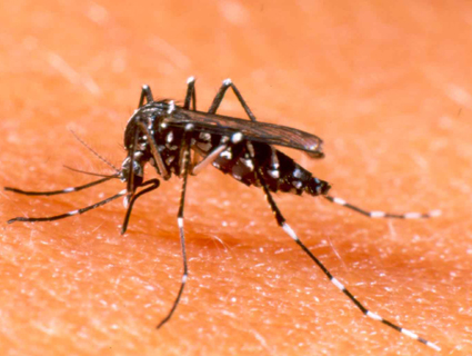 Aedes Aegypti, transmissor da dengue e do zika vÃ­rus