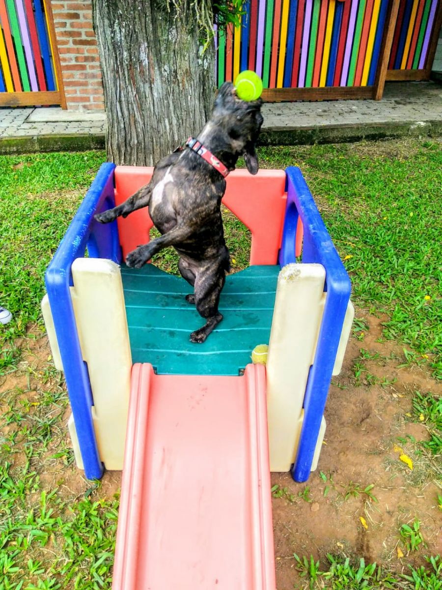 O Day Care oferece diversas atividades para os cachorros