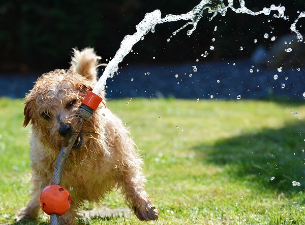 No ver‹o sombra e ‡gua fresca em abund‰ncia s‹o essenciais para a saœde dos pets