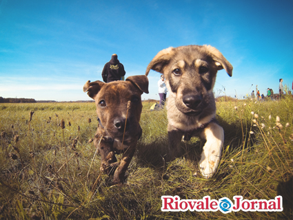 Segundo pesquisa Brasil tem mais cachorros do que crianas