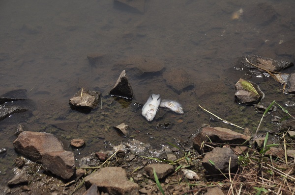 Peixes foram encontrados mortos no Lago Dourado no final de janeiro