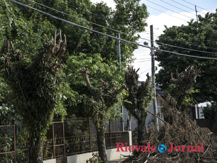 Podas drásticas prejudicam o meio ambiente